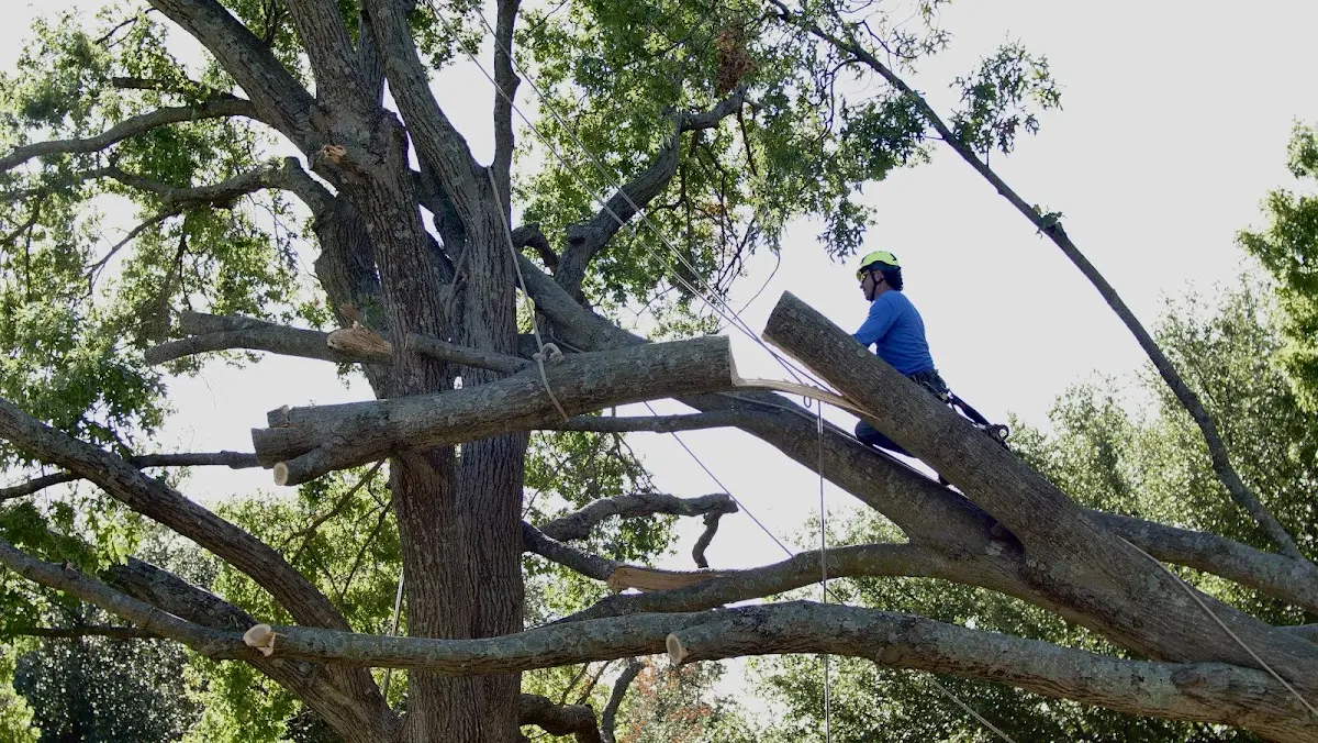 Professional Hazardous Tree Removal performed by certified arborists in Equality